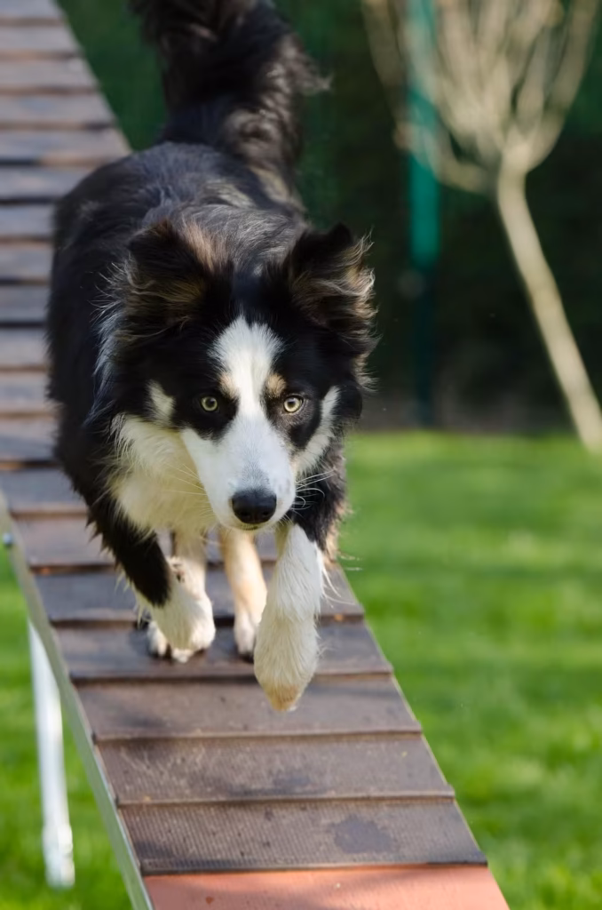 DIY Agility Training Setup Guide for Small Spaces on a Budget at Home